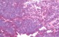 CD1C Antibody (clone 4C7)