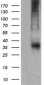 CD1C Antibody (clone 4C7)