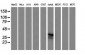 CD1C Antibody (clone 4C7)
