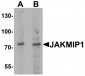 JAKMIP1 Antibody (Internal)