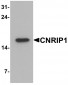 CNRIP1 Antibody (Internal)