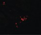 GBP5 Antibody (C-Terminus)