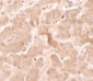 GBP5 Antibody (C-Terminus)