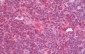 GBP5 Antibody (C-Terminus)