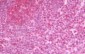 GBP5 Antibody (C-Terminus)