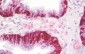NCBP1 / CBP80 Antibody (Internal)
