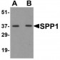 SPP1 / Osteopontin Antibody (N-Terminus)