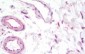 VEGFA / VEGF Antibody (N-Terminus)