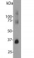 Rhodopsin / RHO Antibody (clone B630)