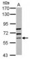 GBP5 Antibody