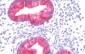 EMA / MUC1 Antibody (clone VU-4H5)