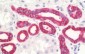 EMA / MUC1 Antibody (clone VU-4H5)