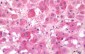 SNX3 Antibody