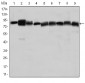 HSP90AB1 / HSP90 Alpha B1 Antibody (clone 1D9)