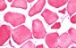 CRLF1 Antibody (aa130-415)