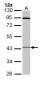 CRLF1 Antibody (aa130-415)