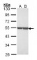 ENO1 / Alpha Enolase Antibody (aa199-434)