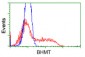 BHMT Antibody (clone 3E11)