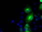 BHMT Antibody (clone 3E11)