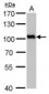 VCP Antibody (aa1-206)