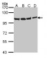 VCP Antibody (aa1-206)
