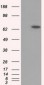 GPI Antibody (clone 4B11)