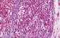 STAT1 Antibody (aa141-190)