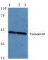 GJA1 / CX43 / Connexin 43 Antibody (aa340-390)