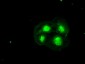 HHEX / HEX Antibody (clone 3F4)