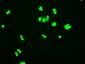 HHEX / HEX Antibody (clone 3F4)