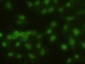 HHEX / HEX Antibody (clone 3F4)