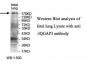 IQGAP3 Antibody (aa1165-1325)