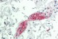 MOG Antibody (aa163-174)