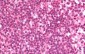 APOBEC3C Antibody