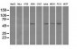 FH / Fumarase / MCL Antibody (clone 9G4)