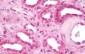 VDAC1 / PORIN Antibody