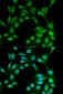 ICOS Antibody