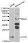 ICOS Antibody