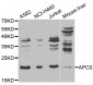 APCS / Serum Amyloid P / SAP Antibody