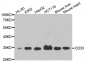 CD33 Antibody