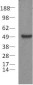 PAX5 Antibody (clone 1H9)