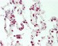 HMG1 / HMGB1 Antibody (Internal)