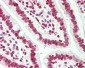 HMG1 / HMGB1 Antibody (Internal)