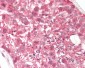 OASL Antibody (N-Terminus)