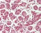 PEX11B Antibody (aa132-177)