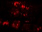 SLC29A3 / ENT3 Antibody (N-Terminus)