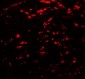 GABARAPL2 / ATG8 Antibody (C-Terminus)