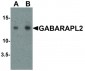 GABARAPL2 / ATG8 Antibody (C-Terminus)