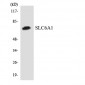 SLC6A1 / GAT-1 Antibody (aa372-421)