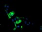 ALOX15 / 15-Lipoxygenase Antibody (clone 7H6)